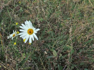 Прикрепленное изображение: DSCF5806.jpg